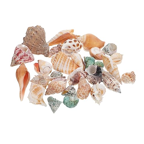 Kisangel Aquarium Deko mit Muscheln und Krebsen Natürliche Conch Ornamente für Fischbehälter Sicheres und Stilvolles Aquarienzubehör für Ansprechende Gestaltung von Kisangel