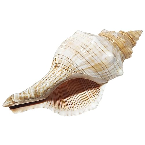 Kisangel Aquarium Muschel Dekoration Tank Pflanzenhalter Muschelhandwerk Gefälschtes Aquarium Fisch Dekoration Aquariumdekorationen Fischglas Schüssel Natürliche Muschel von Kisangel