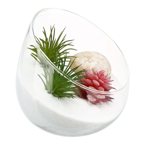 Kisangel Transparente Ökologische Glasflasche Dickwandiges Borosilikatglas Dekoratives Glasterrarium für Zuhause Stilvolle Pflanzenvase als Geschenk Langlebig und Eleganter Wohnaccessoire von Kisangel