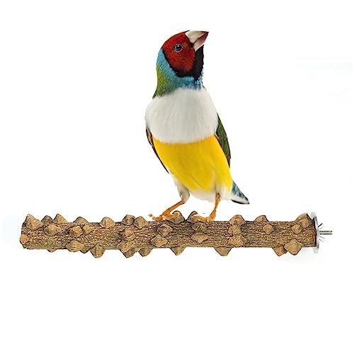 Kisangel Naturholz Vogelstand Für Papageien Robuster Spielstand Mit Krallenpflege Für Kleine Vögel Wie Wellensittiche Und Nymphensittiche Einfach Zu Befestigen von Kisangel