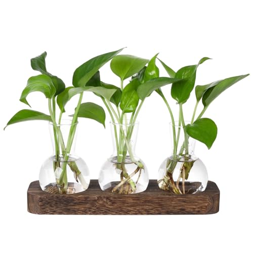 Kissmii Pflanzenvermehrungsstationen Glasvase Station Retro-Pflanzenterrarium mit Holztablett Blumenvase für Zuhause und Büro, Einfach zu Verwenden und Langlebig in Verarbeitung Kissmii Pflanzenvermehrungsstationen Glasvase Station Retro-Pflanzenterrarium mit Holztablett Blumenvase für Zuhause und Büro, Einfach zu Verwenden und Langlebig in Verarbeitung von Kissmii