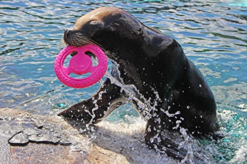 Kiwi Walker Let's Play TPR Frisbee, Pink, L Kiwi Walker Let's Play TPR Frisbee, Pink, L von Kiwi Walker