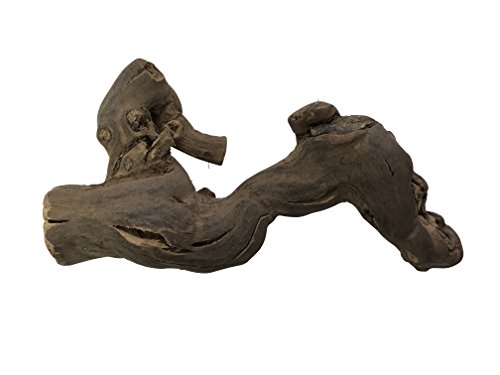 Knorzi® DEKO - 100% Natur Rebknorze/Rebenholz/Kletterholz für Terrarien aus pfälzer Weinstöcken – nachhaltiges, biologisches Produkt - Größe M - Länge ca. 25 cm - Breite ca. 12 cm - EINWEG von Knorzi