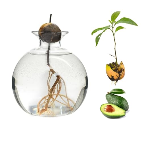 Avocado Vase Glas, Avocado Seed Vase, Aufzucht-Glas Für Avocado, Keimglas Avocado, Avocado Samen Starters Vase, Keimglas Für Sprossen Keimlinge, Vase Für Avocado Kern Für Gartenliebhaber Avocado Vase Glas, Avocado Seed Vase, Aufzucht-Glas Für Avocado, Keimglas Avocado, Avocado Samen Starters Vase, Keimglas Für Sprossen Keimlinge, Vase Für Avocado Kern Für Gartenliebhaber von Knowlife