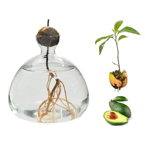 Avocado Vase Glas, Avocado Seed Vase, Aufzucht-Glas Für Avocado, Keimglas Avocado, Avocado Samen Starters Vase, Keimglas Für Sprossen Keimlinge, Vase Für Avocado Kern Für Gartenliebhaber von Knowlife
