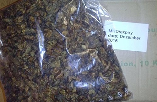 1,0 kg Netto Seidenraupen getrocknet - ideal als z. B. Koifutter oder Fischfutter - Proteinfutter in Spitzenqualität zum kleinen Preis! 1,0 kg Netto Seidenraupen getrocknet - ideal als z. B. Koifutter oder Fischfutter - Proteinfutter in Spitzenqualität zum kleinen Preis! von Koi-boerse
