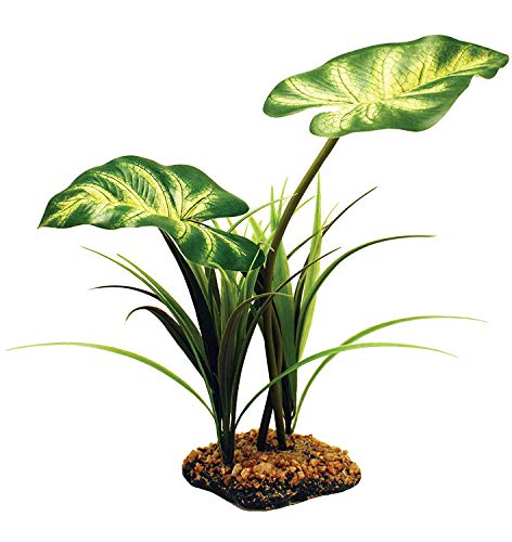 Komodo 45983 Broadleaf Canopy Komodo 45983 Broadleaf Canopy von Komodo