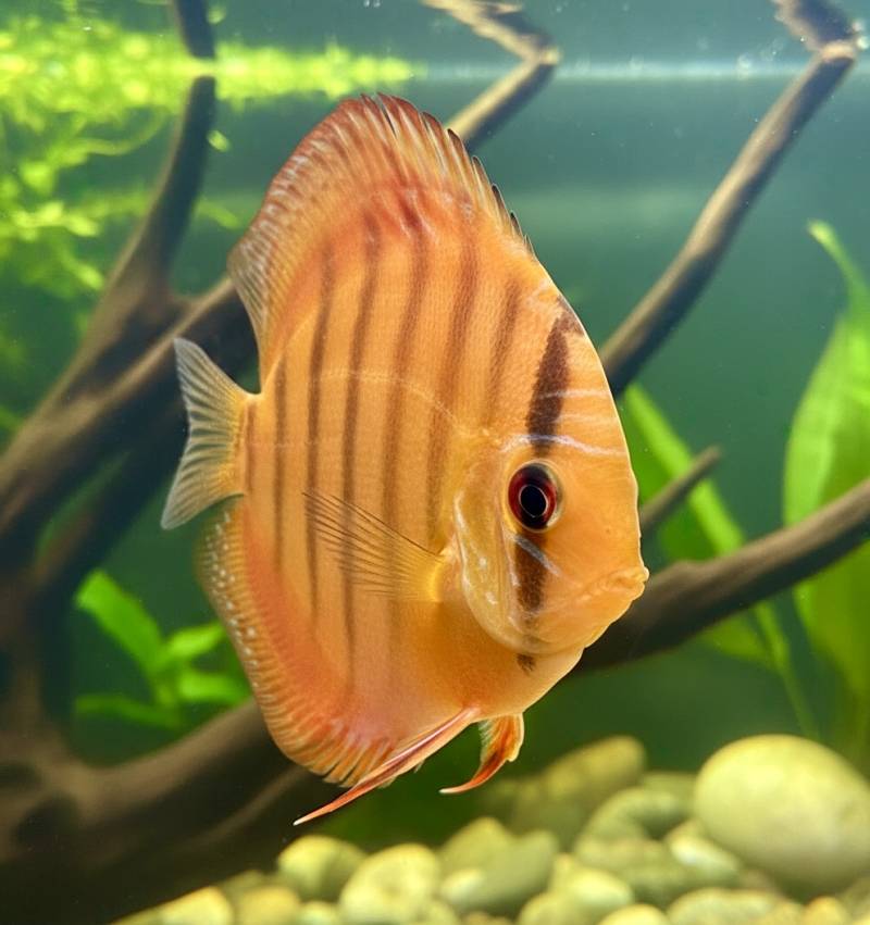 Alenquer red Diskus 8 cm von Krause Diskus