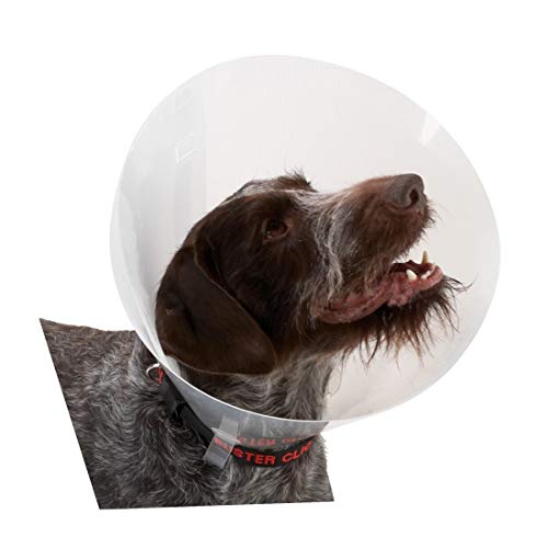 Buster Collar ISABELINO TRANSPARENTE 20 10UDS KRUUSE von Kruuse