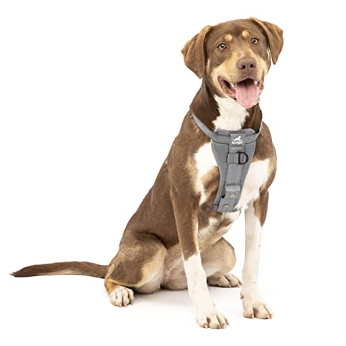 Kurgo Tru-Fit Autosicherheitsgeschirr für Hunde, Mit gepolstertem Brustteil und D-Ring, Mit Autogurt, Größe M, Grau von Kurgo