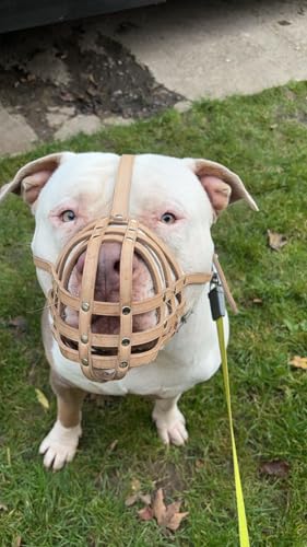 Maulkorb aus echtem Leder für American Bully, Bully XL und andere ähnliche Schnauzen (braunes Leder, AB2) von L&J Pets UK
