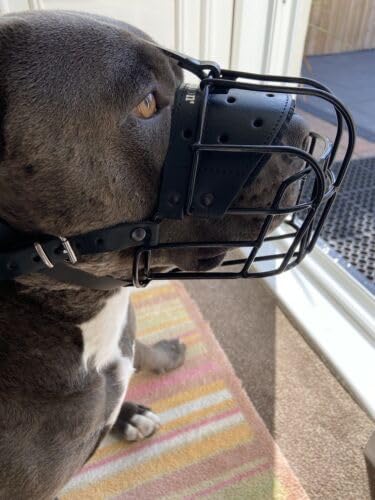 L&J Pets UK Metallmaulkorb für Englische Bulldoggen, Alt Englische Bulldoggen und ähnliche Hunde – Sicher, bequem und verstellbar (B4, Schwarz,Schwarz) von L&J Pets Uk