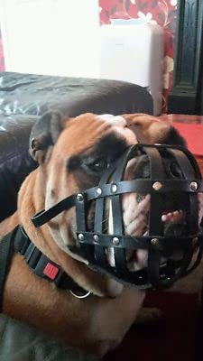 Maulkorb aus leichtem Leder für Englische Bulldoggen und andere kurzschnauzige Rassen Maulkorb aus leichtem Leder für Englische Bulldoggen und andere kurzschnauzige Rassen von L&J Pets Uk