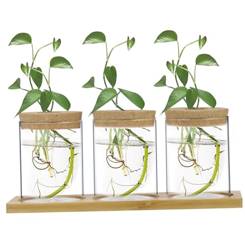 Plant -Terrarium 3pcs Wasseranpflanzungsausbreitungsgläser mit Tablettdeckel transparent minimalistische Propagationsstationen für Tischtoilettenbalkone von LAANCOO