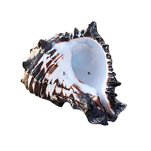 LANCHEN Ocean Conch 3-4 Zoll Muscheln Große natürliche Muscheln für DIY Crafts Aquarium und Muschelsammler von LANCHEN