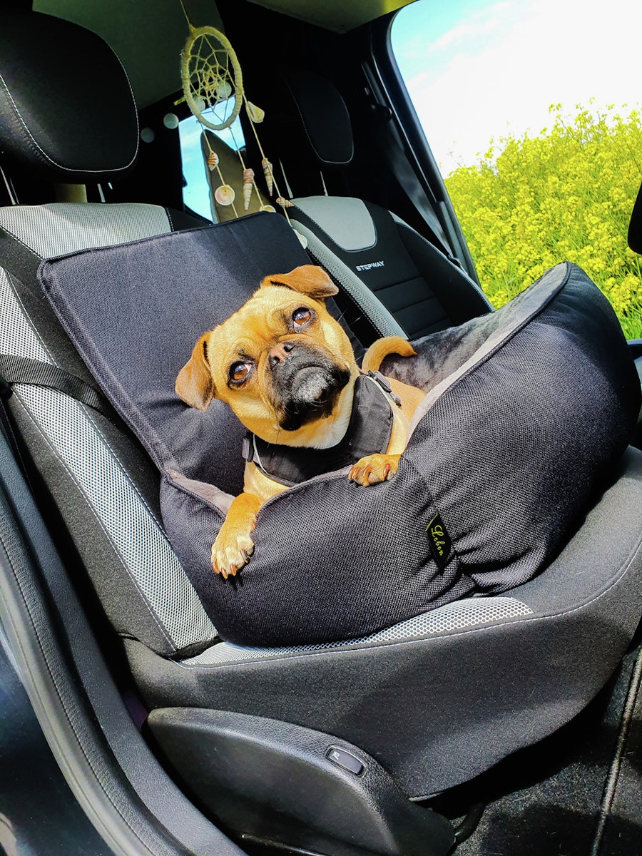 LEBON Siggi – Autobett Hundetransport von LEBON
