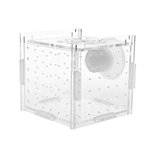 LEELOU Zucht Für Panzer Für Aquarium Kleine Fischbraten Isolation Box Hatchy Boxen Für Tropische Fische Klare Acryl 3.2x3.2x3.2 I LEELOU Zucht Für Panzer Für Aquarium Kleine Fischbraten Isolation Box Hatchy Boxen Für Tropische Fische Klare Acryl 3.2x3.2x3.2 I von LEELOU