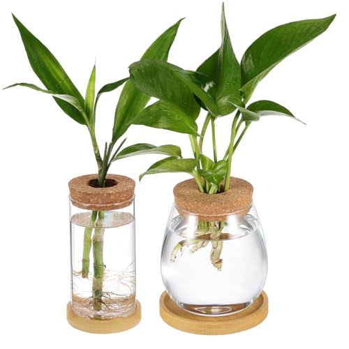LIOOBO 2Stücke Anzuchtvasen mit Korkdeckel und Tablett Hydrokultur Terrarium Pflanzenvase für Innenräume für Sukkulenten und Arrangements von LIOOBO