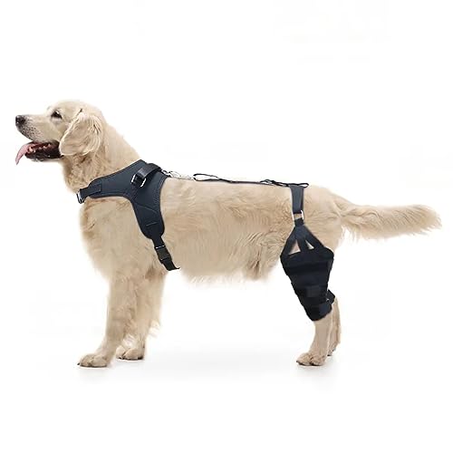 LISPOO Golden Retriever Hunde-Kniebandage für zerrissene Akl-Beine, Luxating Patella, Gelenkschmerzen, Hunde-Acl-Stützbandage wärmt Gelenk und lindert Schmerzen, hilft bei der Genesung mit von LISPOO