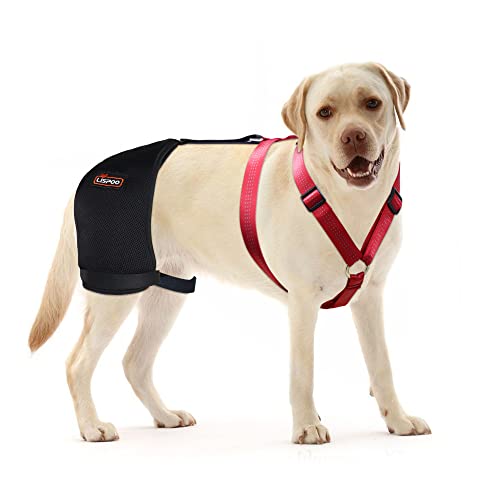 LISPOO Hunde-Hüftbandage für Hüfte, Dysplasie, Arthritis und Hüftschmerzen, Hunde-Hüftbandage bietet Unterstützung für Hüftgelenk, lindert Hüftschmerzen, Hunde-Hüft-Dysplasie-Bandage (groß) von LISPOO