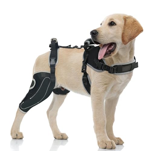 LISPOO Hunde-Kniebandage für Rückenbein, Scharnier-Kniebandage für gerissenes ACL-Hinterbein, Hundekniebandage für Luxations-Patella, Hundebandage für Rückenbeinstütze (M) von LISPOO