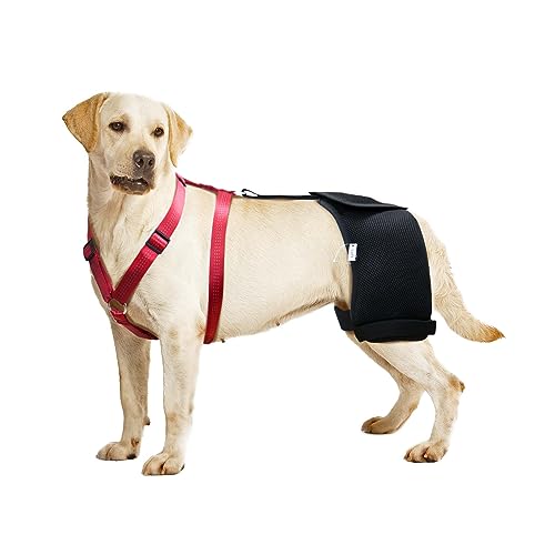 LISPOO Labrador-Hunde-Hüftbandage, Unterstützung für Hüftdysplasie, Hüftgelenkschmerzen, Hüftdysplasie-Bandage für Labrador-Hunde, lindert warmes Hüftgelenk und lindert Hüftschmerzen, von LISPOO