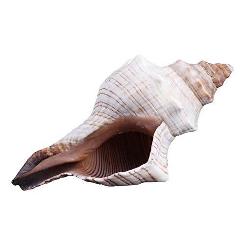 LIUASMUE Conch Sea for Shell Garden Quality 3"-7" Shells Corner Conches DIY Crafts Fish for Tank Decor Gift for Shell Co Conch Shell for Aquarium Decor von LIUASMUE