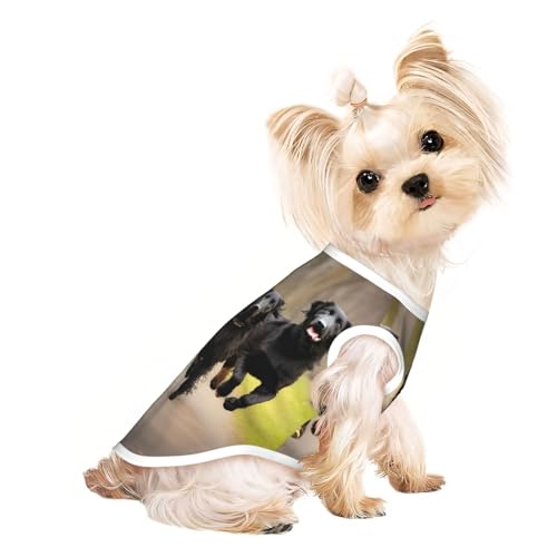 L Pet atmungsaktives ärmelloses T-Shirt – weich und flach beschichtet, mit Pfotenabdruckmotiv, dehnbare Weste für kleine, mittelgroße Hunde und Katzen L Pet atmungsaktives ärmelloses T-Shirt – weich und flach beschichtet, mit Pfotenabdruckmotiv, dehnbare Weste für kleine, mittelgroße Hunde und Katzen von LLOTPQ