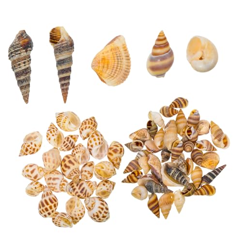 LOLIPPYY 2 Boxen Natürliche Muschel deko Pack Aquarium Landschaftsbau Fische Garnelen Versteck Terrarium Dekoration DIY Vasenfüllung für Süß Salzwasser Aquarien von LOLIPPYY