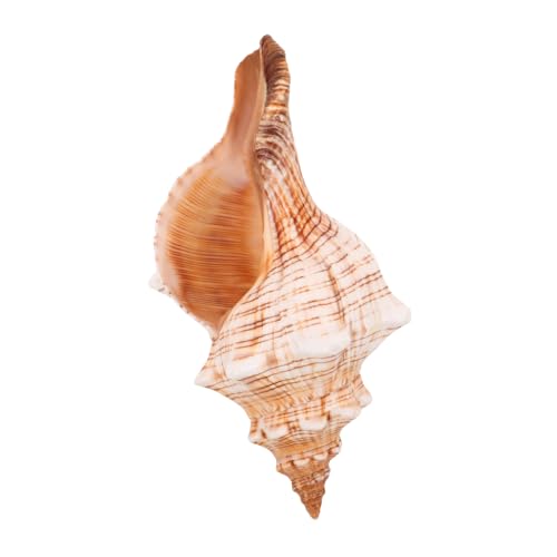 LOLIPPYY Natürliche Große Meeresschnecke Muschel Aquarium Deko für Fischbecken Tischdeko Beach Party Hochzeit Meeresschnecken Ornament von LOLIPPYY