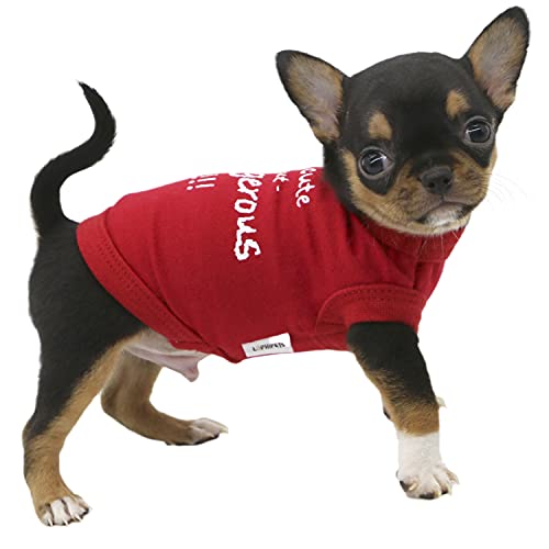 LOPHIPETS Dog I'm Cute But Dangerous Letter Print Shirts für kleine Teetasse Hund Chihuahua Yorkie Welpe Katze Kleidung Tee - Rot/XS von LOPHIPETS