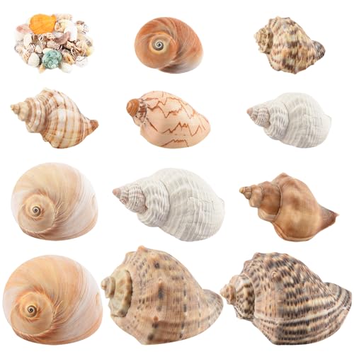 11 x Einsiedlerkrebs-Muscheln, Größe 3,8 - 8,9 cm, Wachstumsturbo für kleine bis mittelgroße und große Krabben, Salzwasser-Einsiedlerkrebs-Zubehör und Muschel als Stranddekoration, erhalten Sie 1 11 x Einsiedlerkrebs-Muscheln, Größe 3,8 - 8,9 cm, Wachstumsturbo für kleine bis mittelgroße und große Krabben, Salzwasser-Einsiedlerkrebs-Zubehör und Muschel als Stranddekoration, erhalten Sie 1 von LYHZLBAY