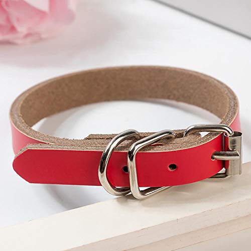 LYVQZPWLRHund mit Werkzeug, Haustier führt Leinen XS-XL Leder Hundehalsband Kleine Mittelgroße Hunde Haustierprodukte Verstellbares Haustier(Rosso,X-Large) von LYVQZPWLR