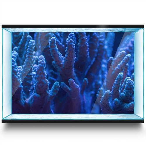 LYYAB Aquarium Hintergrund Aufkleber Korallenblau Ozean Aquarium Reptilien Terrarium Dekor Poster (80 x 40 cm) von LYYAB