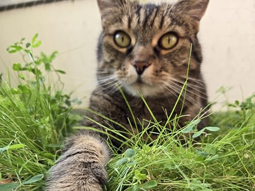 Katzengras Mischung – Natürliche Gräser für Verdauungsunterstützung & Katzengras | Pflegeleicht & Nachhaltig | Einfache Aussaat für Topf & Garten Katze Gras von LaCaTho