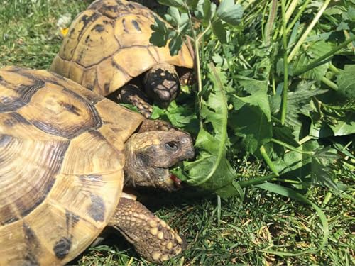 Schildkröten Futterpflanzen Mischung als Saatgut fürs Gehege, mehrjährige & winterharte Kräutermischung aus 28 Arten für Landschildkröten (30.000 Samen) von LaCaTho