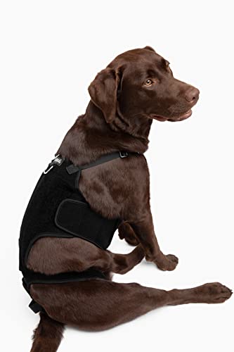 Labra Dog Canine K9 Rückenstütze – IVDD Wirbelsäulenschmerzen & Wirbelsäulenverletzungen, Arthritis, Ausbuchtscheiben Bandage für Corgis, Dackel, Erholung nach Operationen, Reha, Entzündungen, groß von Labra