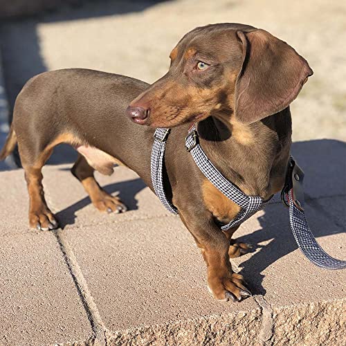 Milo - L Milo - L von Ladran Gaucho