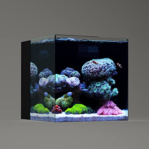 Landn 35C Aquariumbehälter aus Glas, randlos, eisenarm, mit hinterer Filterkammer (Rücklaufpumpe im Lieferumfang enthalten), 35 x 35 x 35 cm, 6 mm dick von Landen