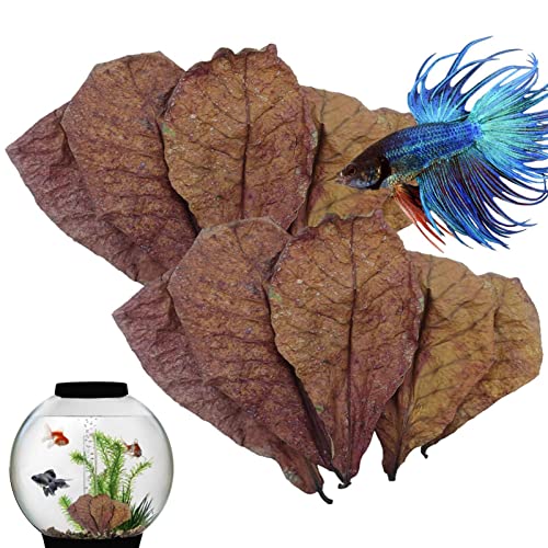 LearnLyrics Mandelblätter Betta – Aquariumblätter, Mandelblätter, Mandelblätter, Betta pH-Balance, Aquarium, natürliche Mandelblätter, Wasseraufbereiter, Schildkröten-Tank für LearnLyrics Mandelblätter Betta – Aquariumblätter, Mandelblätter, Mandelblätter, Betta pH-Balance, Aquarium, natürliche Mandelblätter, Wasseraufbereiter, Schildkröten-Tank für von LearnLyrics