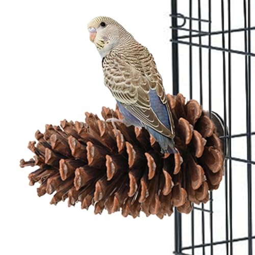 Pincone Bird Perch Stand – Pincone Bird Perch Natural Bird Perch Bird Perch für Papageienkäfig mit Halterung für kleine Vögel, Vogelspielzeug für Wellensittiche, Vogel von LearnLyrics
