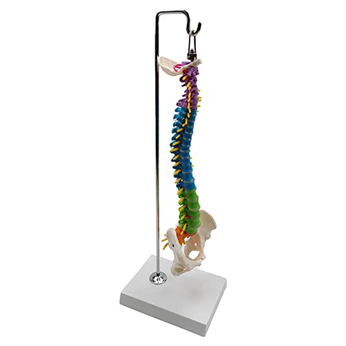Leeadwaey Flexibles Rückenmodell für Schule Biologie Klasse anatomische Demonstration mit Beckenaufhängung von Leeadwaey
