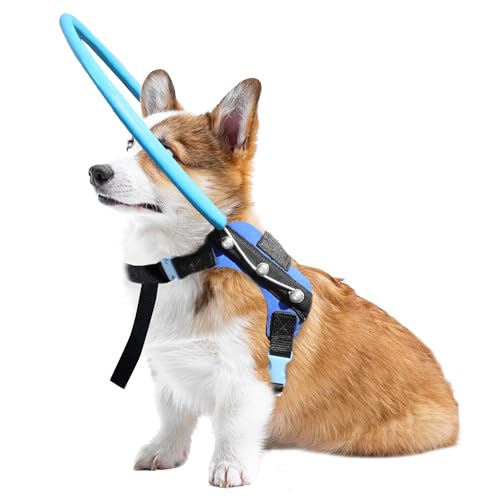 LetPetRun Blind Dog Halo Geschirr, Schutzhalo Hundehalsband für Blinde Hunde, Selbstvertrauen aufbauendes Geschirr Führungsgerät Blind Dog Zubehör, S LetPetRun Blind Dog Halo Geschirr, Schutzhalo Hundehalsband für Blinde Hunde, Selbstvertrauen aufbauendes Geschirr Führungsgerät Blind Dog Zubehör, S von LetPetRun