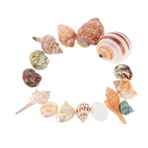 15 Stück Dekorative Muscheln für Aquarien Natürliche Schneckenhäuser für Langlebig und Farbbeständig Süß und Salzwasserumgebungen 15 Stück Dekorative Muscheln für Aquarien Natürliche Schneckenhäuser für Langlebig und Farbbeständig Süß und Salzwasserumgebungen von Levemolo