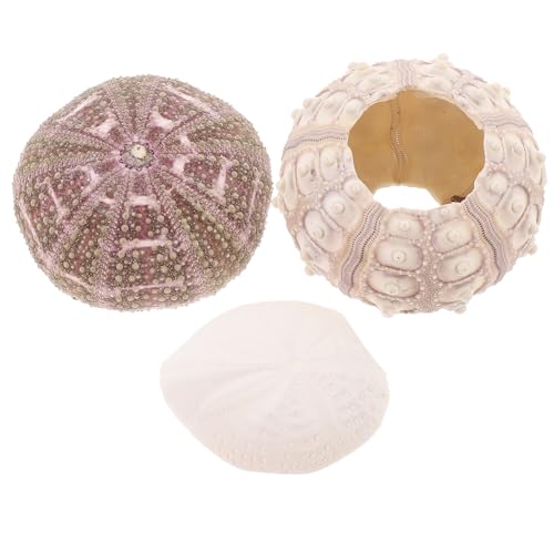 Levemolo 3 Stück Seeigelgehäuse Pflanzgefäße für Luftpflanzen Natürliche Muschel Deko DIY Aquarium Accessoire Kleines Bonsai Pflanzgefäß für Meerwasser Tank und Tischdekoration von Levemolo
