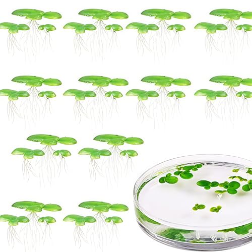 Lilinzhi 2 Pack Plastikfischtanks Schwimmende Dekorationen Schwimmende Entenweed Aquarium Zuchtdekoration Plastik Aquariumpflanze von Lilinzhi