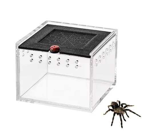 LinaLife Spinnenbox für Reptilien, Krabbeln, Eidechse, Seidenraupe, Baby, Skorpion, Einhorn, Käfer, Insektenhaus, schwarze Acrylbox, 8,9 x 6,3 cm LinaLife Spinnenbox für Reptilien, Krabbeln, Eidechse, Seidenraupe, Baby, Skorpion, Einhorn, Käfer, Insektenhaus, schwarze Acrylbox, 8,9 x 6,3 cm von LinaLife