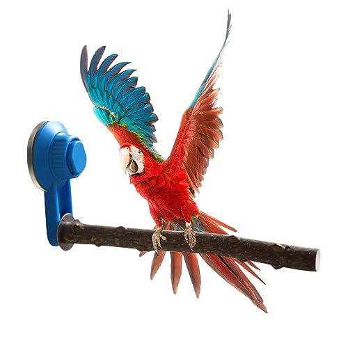 Sittichbarsch | aus Holz für Papageien - Kauendes Vogelspielzeug, Vogelsitzstange mit Saugnapf für Nymphensittiche, Sittiche, Finken Loandicy von Loandicy