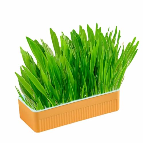 Loboo Idea Hydroponisches Katzengras Kit Erde wachsende Katzenminze Katzengras mit Pflanzgefäß für den Innenhaushalt Loboo Idea Hydroponisches Katzengras Kit Erde wachsende Katzenminze Katzengras mit Pflanzgefäß für den Innenhaushalt von Loboo Idea