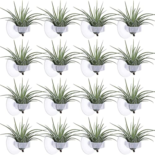 Lodokdre 36 StüCke Luft Pflanzen StäNder, Topf Tillandsia Luft Pflanzen Halter mit Saugnapf, für Pflanzen, die EIN Glas HäNgen (Pflanzen Nicht Enthalten) von Lodokdre